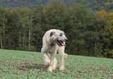 IRISH WOLFHOUND 161